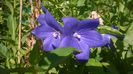 PLATYCODON