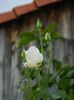 DSCN7398