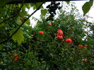 DSCN7407