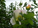 DSCN7411