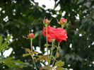 DSCN7414