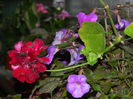 DSCN7439