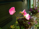 DSCN7445