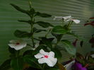 DSCN7457
