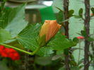 DSCN7460