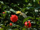 DSCN7466