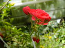 DSCN7495