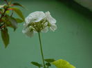DSCN7497