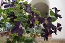 clematis Romantika