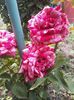 florov18