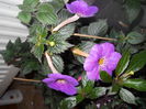 DSCN6726