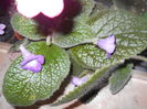 DSCN6727