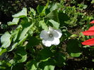 Lavatera trim.alba