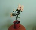 DSC02587