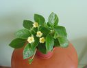 Episcia Tropical Topas