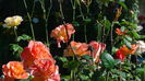 DSC02843