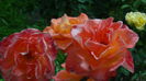DSC02878