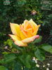IMG_20140714_114841