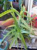 aloe arborescens 25