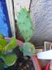 opuntia ficus indica 15 ron,fructe comestibile!