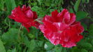 DSC03161