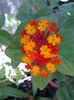 lantana