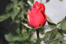IMG_2684