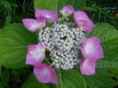 hydrangea macrophylla