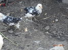 DSC05757