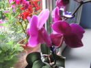 Orhideea mov