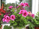 pelargonium