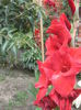 gladiola rosie