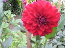 dhalia