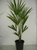 trachycarpus 50 lei