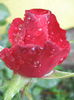 Picture 2238