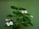 DSCN7506