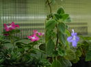 DSCN7507