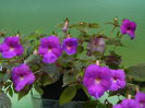 DSCN7528