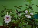 DSCN7529
