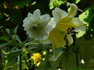 DSCN7531