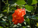 DSCN7534