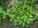 DSCN7547