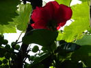 DSCN7567