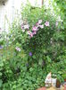 Hibiscus syriacus- trandafir japonez...