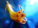 Aeschynanthus Marmoratus floare