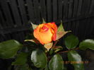 DSCN9922