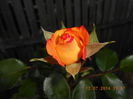 DSCN9923