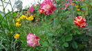 DSC03310