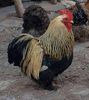 Cocos cochinchina pitic somon