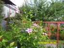 Hibiscus siriacus